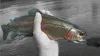 User submitted picture: Norfork River Rainbow