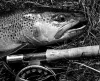 User submitted picture: ...brown from grey...