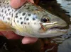 User submitted picture: Trout caught on a Sparkle...