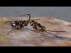 An Atlantic Salmon Fly Global Flyfisher An Atlantic Salmon Fly Global Flyfisher