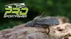 Video thumb for Pro Sedge