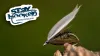 Video thumb for Leadwing Coachman