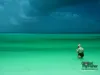 Computer screen wallpaper: Bonefishing