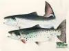 Computer screen wallpaper: A salmon and a sea trout.