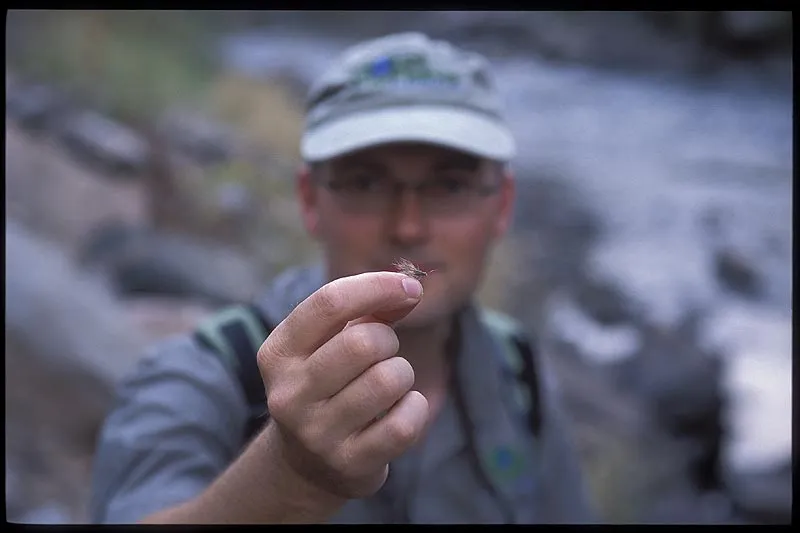 In the victim's hand - This CDC&Elk has been where few flies have been: in the very tough neck skin of GFF partner Martin Joergensen.