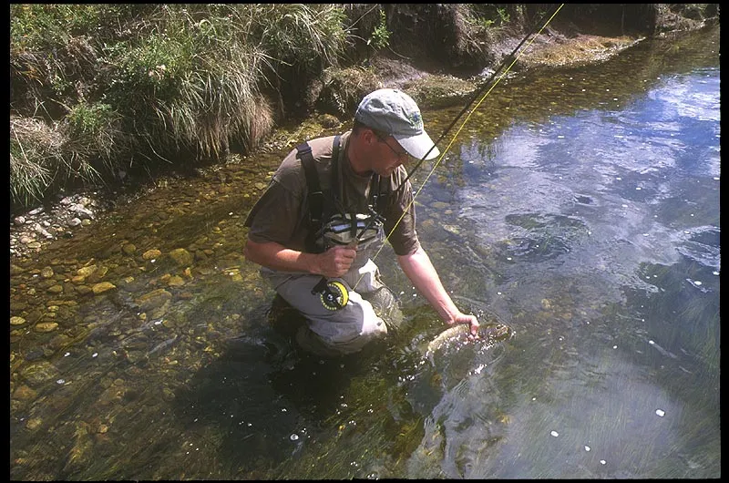Touch and go - A Dream Stream trout about to be released.