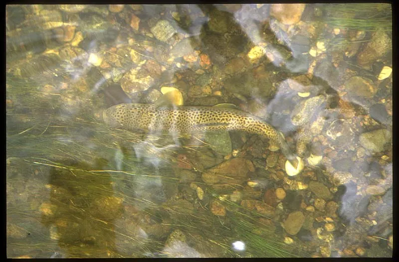 Spot that trout! - A newly released brown trout rests just before Martin's feet to gather energy.