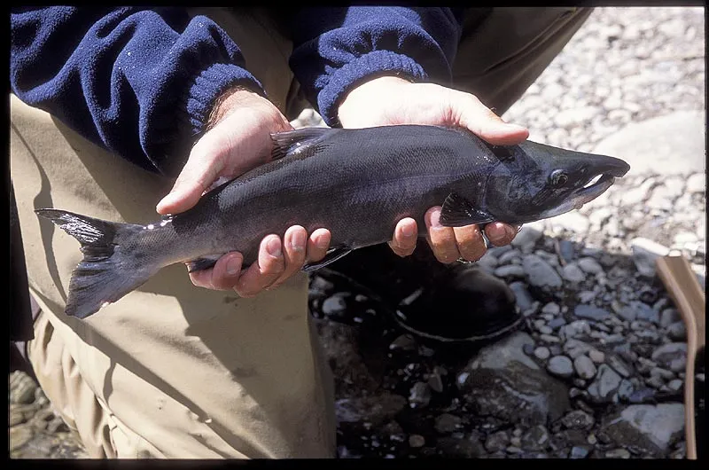 Kokanee salmon - Typical male Kokanee salmon from the Taylor/Gunnison.