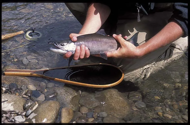 Kokanee salmon - It might not seem big, but fished on a 3-5 weight rod these salmon will give you a fight worthy of a larger salmon caught on a two hand Spey rod.