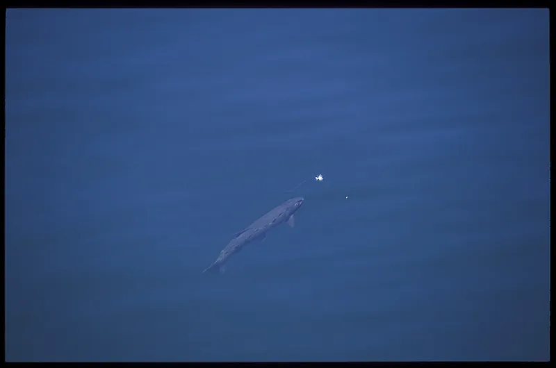 Will it take? - This fish is certainly interested in the fly, and watching rises like this makes you realize how exciting flyfishing really can be. Casting to cruisers, observing the fish and waiting for the strike. And then the take! What more do you want?