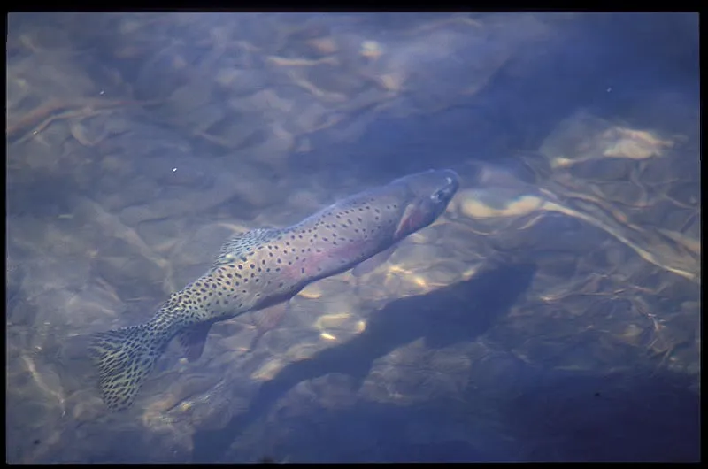Greenback Cutthroat -
