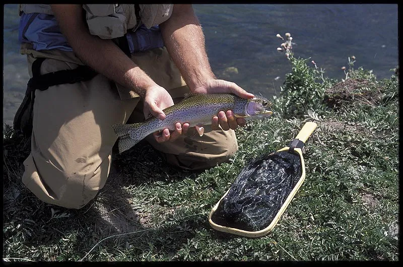 Dream Stream rainbow -
