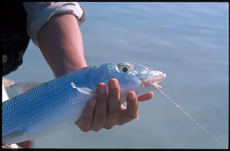 Close-up - Ghost of the flats - the bonefish really earned its nickname.