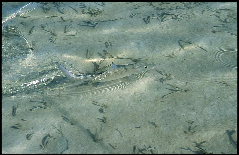 Tail rudder - It is no wonder that bonefish are so strong, considering their body shape and tail size. But you are still in awe everytime one takes a 50 yard run.
