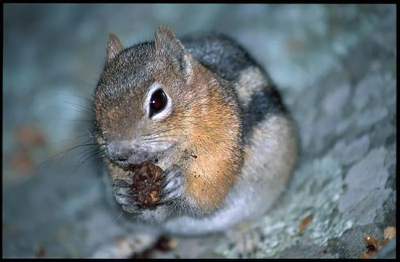 Chipmunk - This little fellow was so occupied by his dried berry and so used to people that he allowed us to get very close for photos.