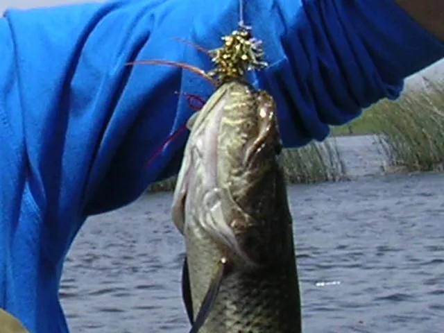 Argentinean Trairas - Trairas, region of Bragado, Buenos Aires, Argentina