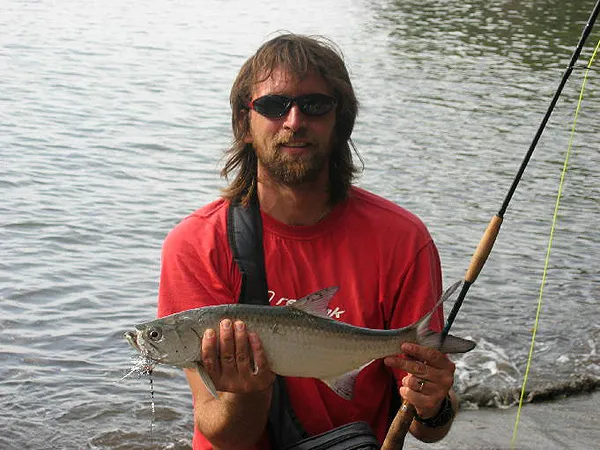 Tarpon - Baby Tarpon in Martinique (Caribbean)
