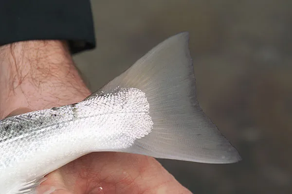 The tail! - These sea trout tails keep on fascinating, and we never seem to stop taking pictures of them.