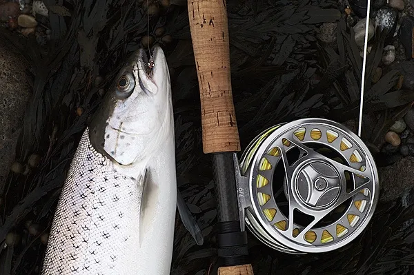 Fish and reel - A typical sea trout resting next to its bane: the Looms IMX and a Scierra reel. In its mouth is the <a href="/patterns/danish_pastry/">Danish Pastry Fly</a>.