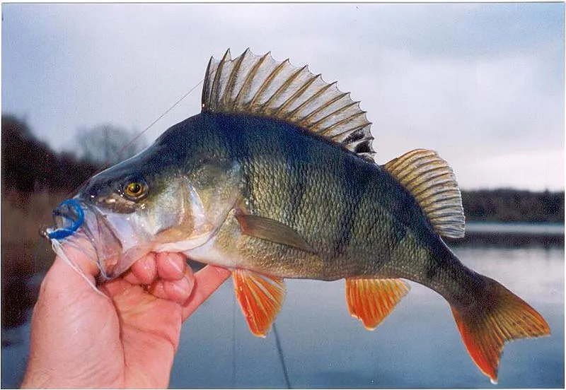 Lipping - Lipping is my way to land perch. Their stickles can damage your hands, besides they have a very big mouth.