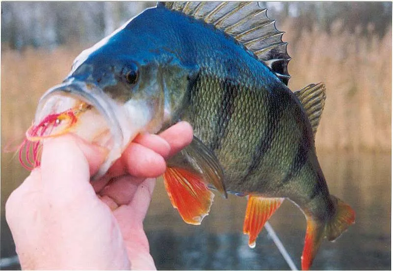 Hungry - Caught this 48cm (19 inch) fish in November this year. Fish were really active this day. This fish took the fly as soon as it hit the water.