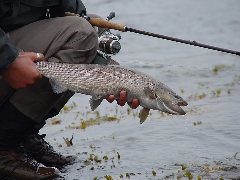 Trout released - so it can continue it's way to the spawning stream.