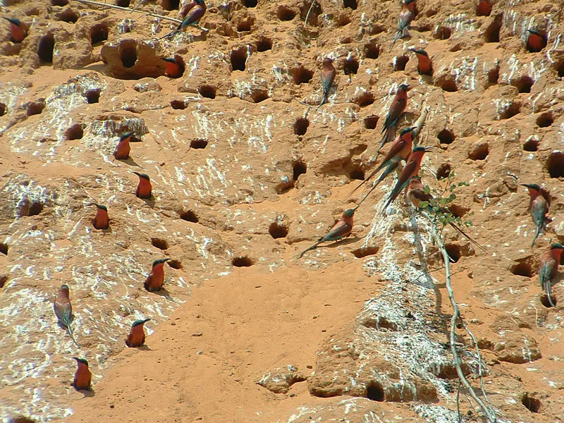 Carmine Bee-eaters nesting -
