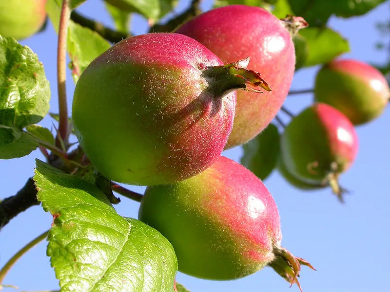 Apples -