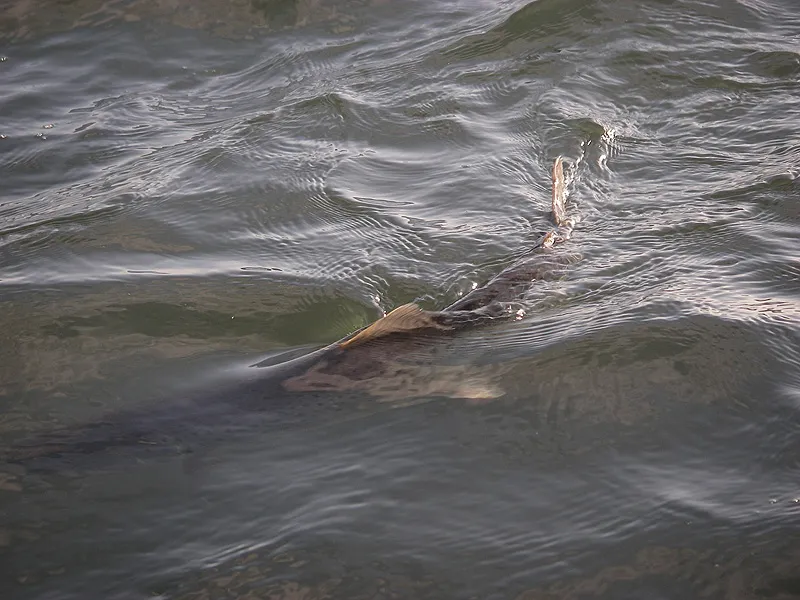 Fighting in cold water -