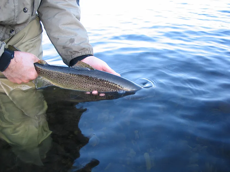 Releasing a dark kelt -