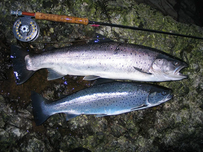 2 bars of silver - Persson caught these two beauties.
