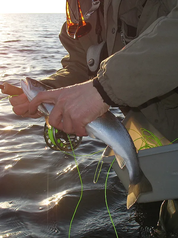 Premature trout -