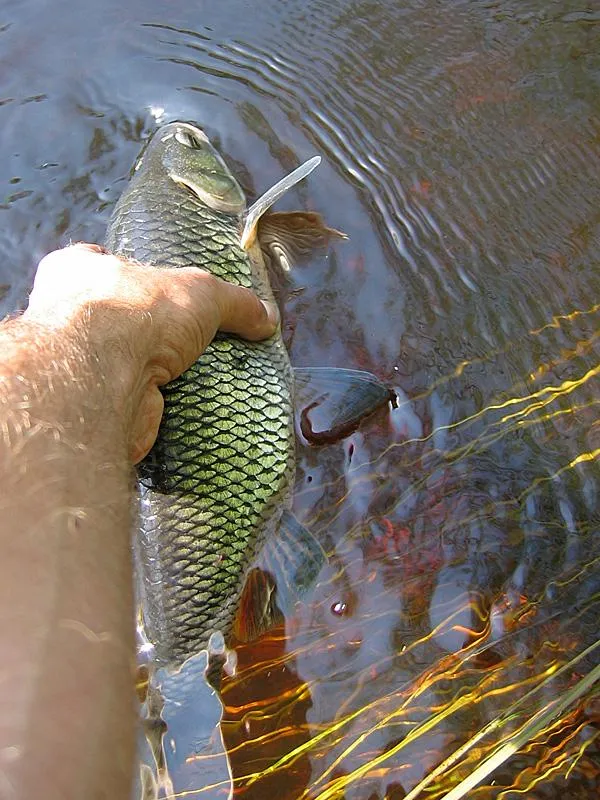 Releasing a fat chub -