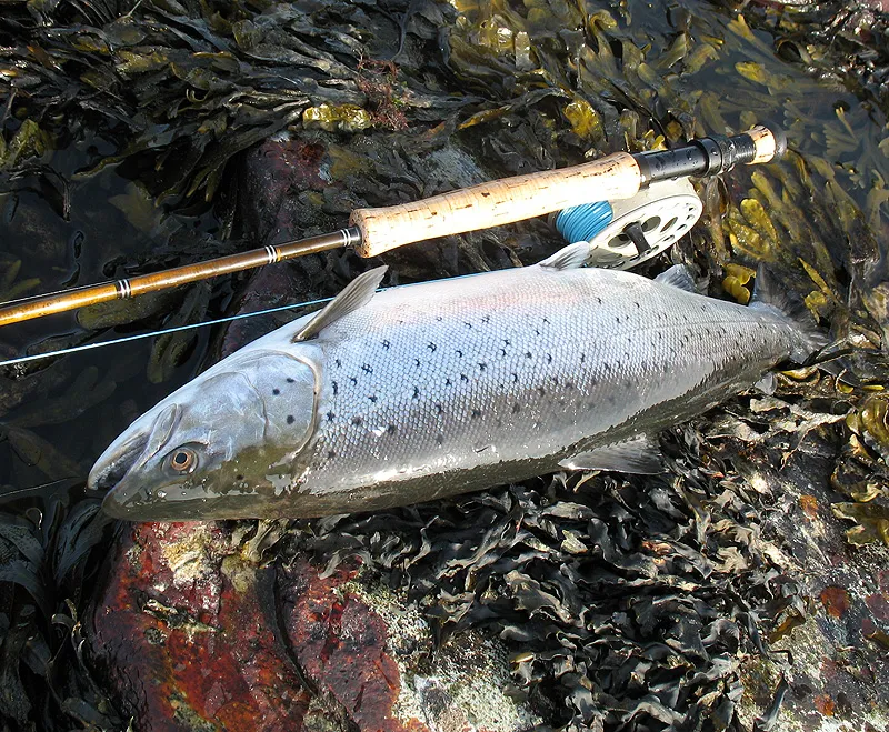 A good size trout -
