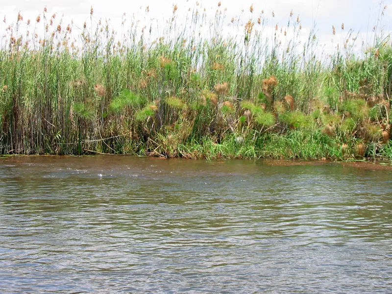 Barbel on the run! - Boil of baitfish in the surface revealing something bigger underneath