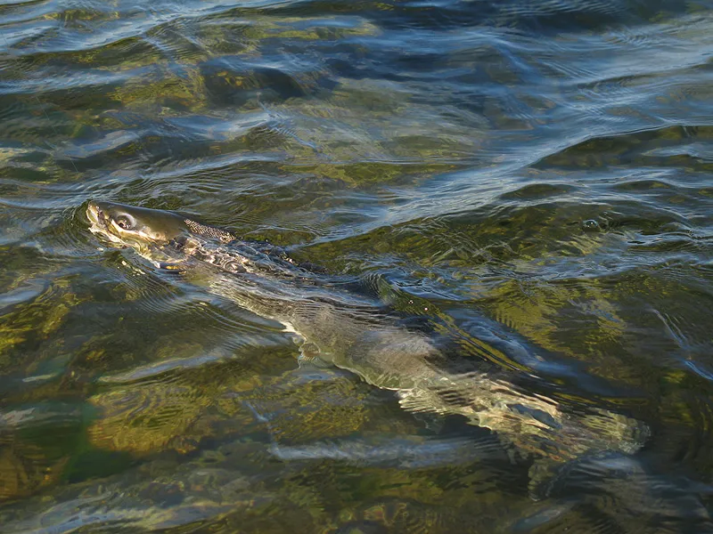Green water and olive trout -