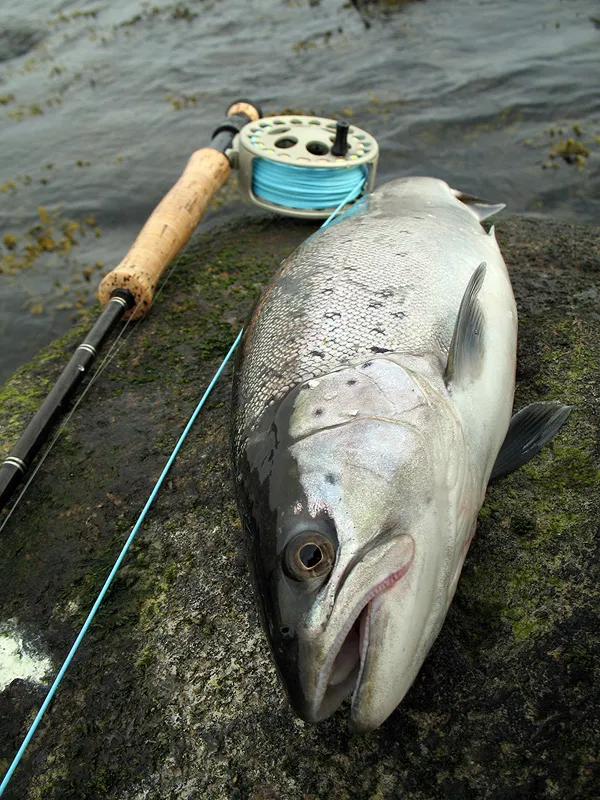 A trout just... - above minimum length Minimum is 50 cm. This one is 52 cm.