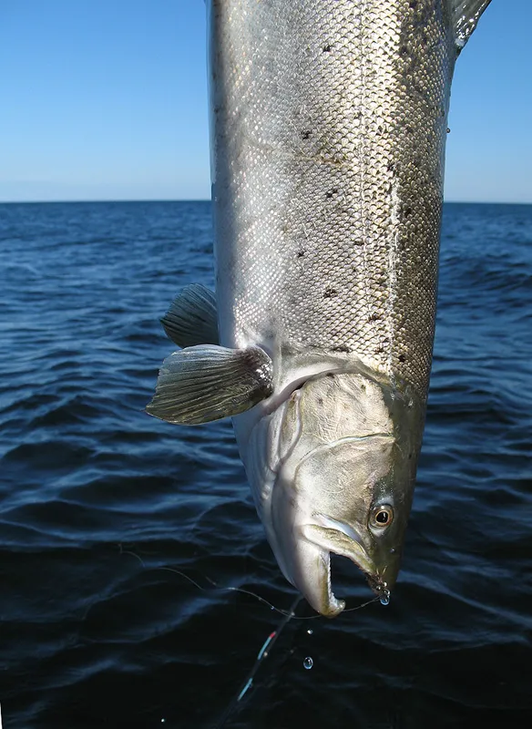 Shining kelt - a qiock photo before releasing.