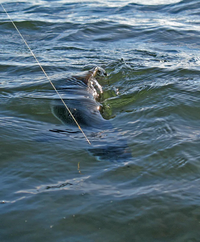 Fighting a kelt -