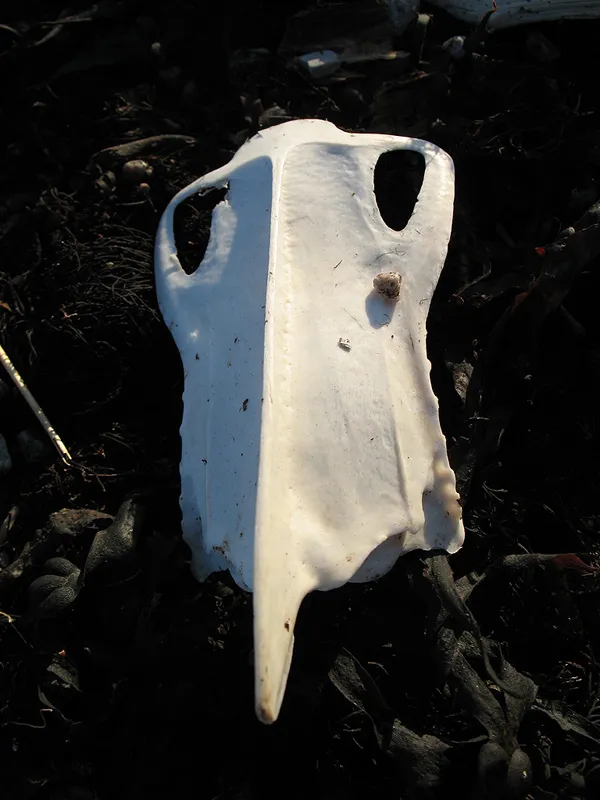 The Mask? - sometimes nature looks scary.
