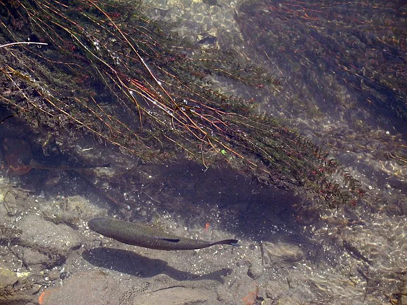 Feeding chub -