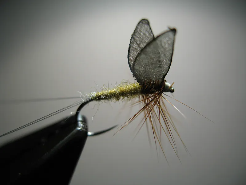 Winged may fly -