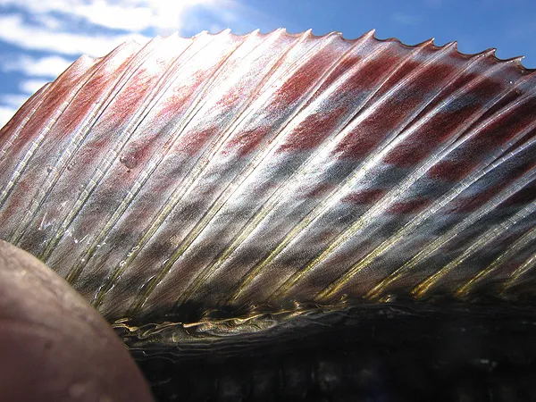 The fin -