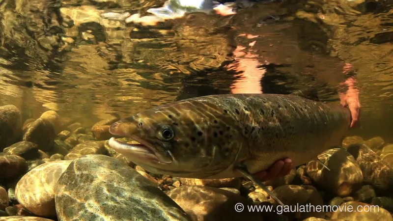 Releasing - An underwater shot of a salmon release