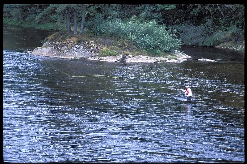 Two hand caster - Most people will fish with two hand rods, which are perfectly suited for the large river, the running water and the potential catch.