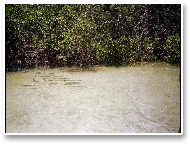 Baby tarpon - If you hook one of these small tarpon in that tight space, just lock your brake and hope for the best!