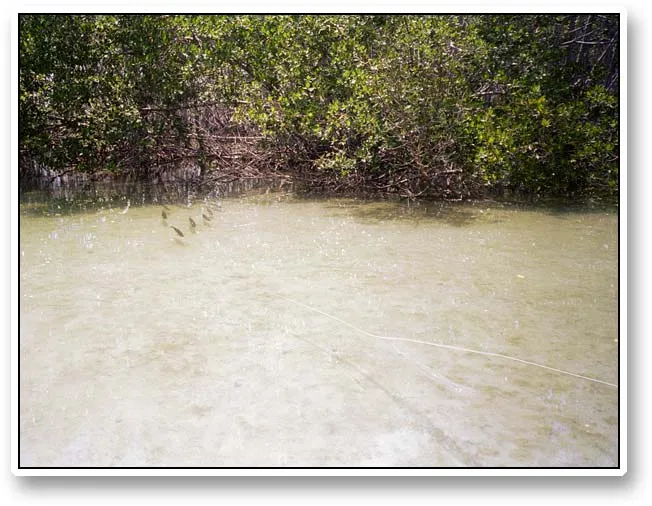 Baby tarpon - Baby tarpon moving in the mangrove under the trees in a very small space. Yes, that white stripe and the shadow is a line and a rod!