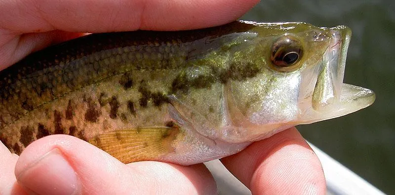 Fishing in New York Gallery - Baby largemouth bass, Adirondacks, NY