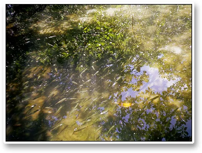 Baitfish - Baitfish gatheren in the shadow under the mangrove trees.