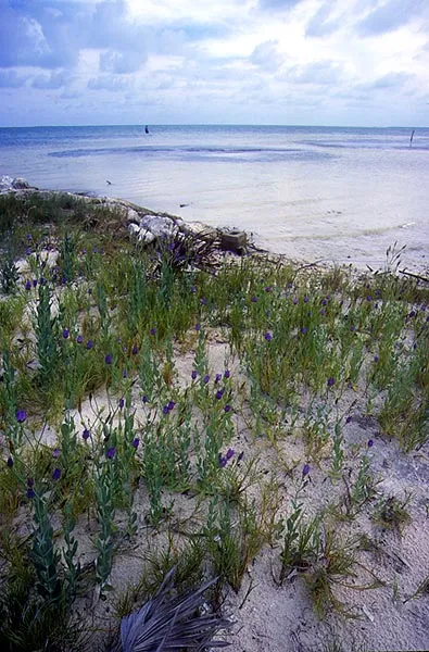 Close to the shore - Although bonefish seem more abundant on flats further from the shores, it is always worth prospecting the local beach.